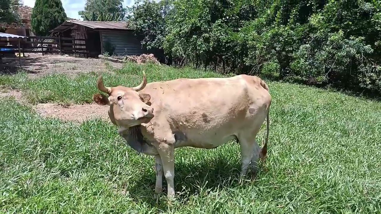 Passando 1 dia na zona Rural 👍