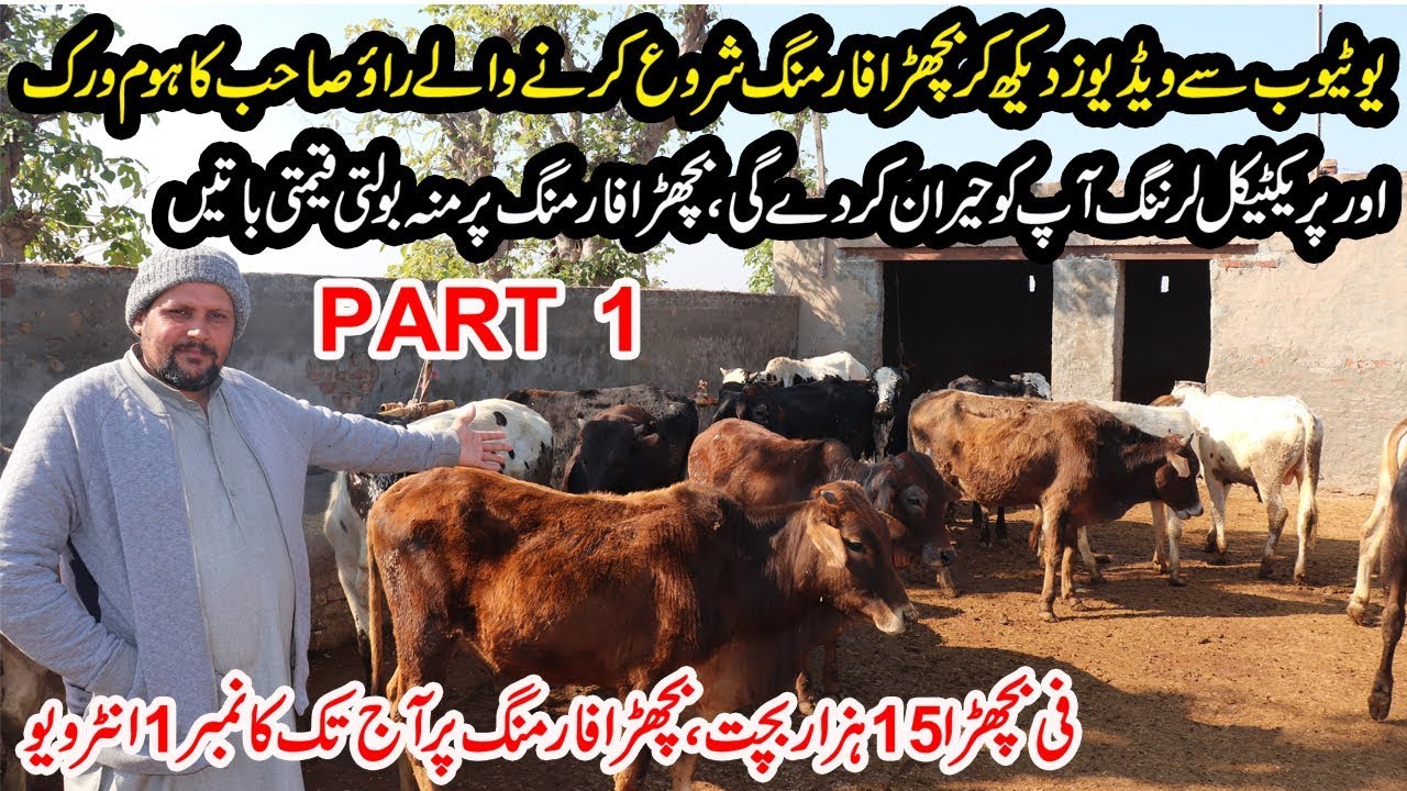 Rao Cattle Farm | Calf Farming in Pakistan | Bachra Farming | Wacha Farming Tips