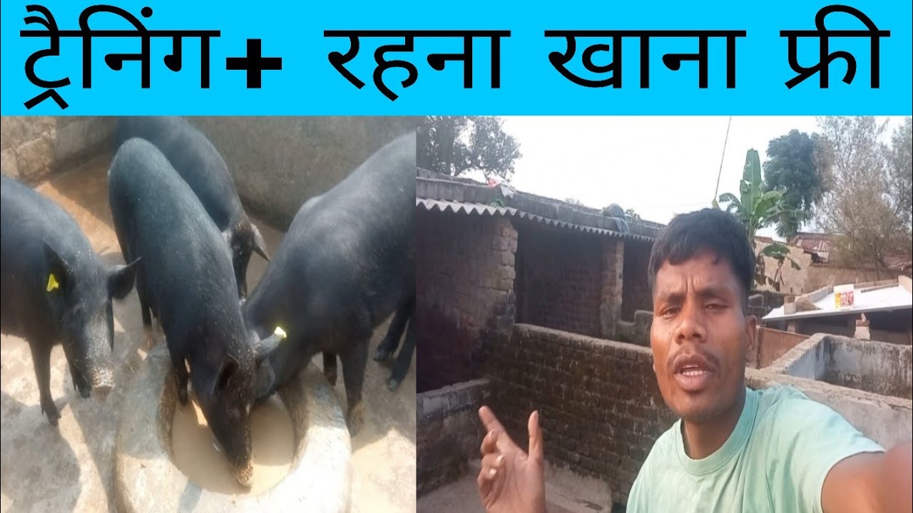 सुअर पालन ट्रैनिंग फ्री + रहना खाना फ्री A to Z जानकारी? 