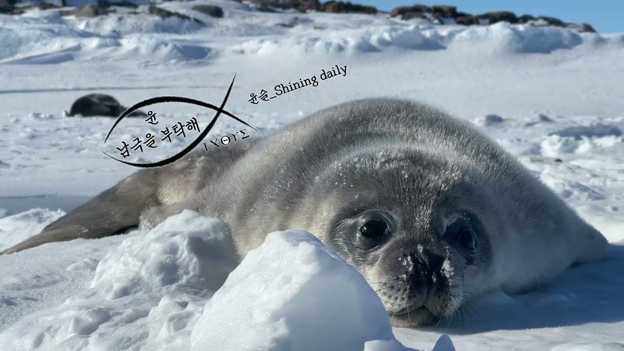 아기 판다..🐼 아니 아기 웨델물범🦦 초고속 성장으로 100kg 거뜬하다며😅