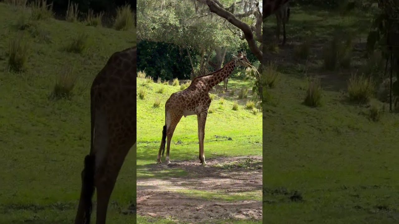 Kilimanjaro Safari at Disney's Animal Kingdom  4/29/25