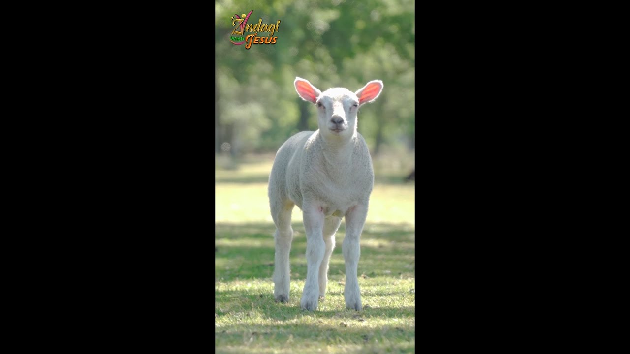 Hindi Bible | #Shorts  #HindiBible