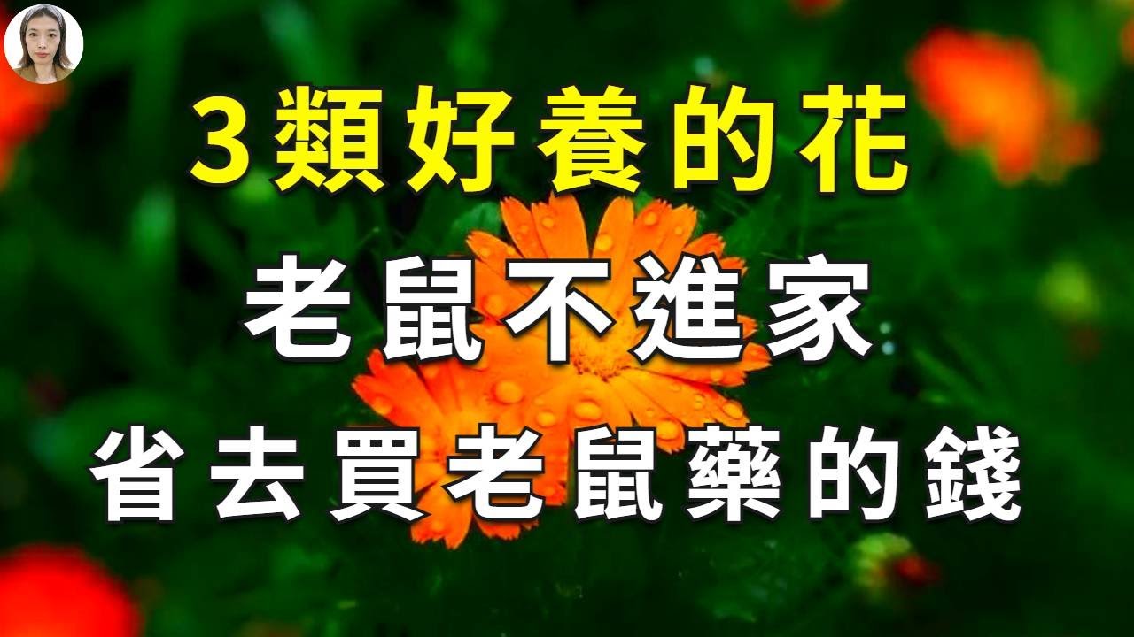老鼠最討厭3類花卉植物，家裡養1盆，老鼠“不進家”，滅鼠藥的錢都省了|花花世界