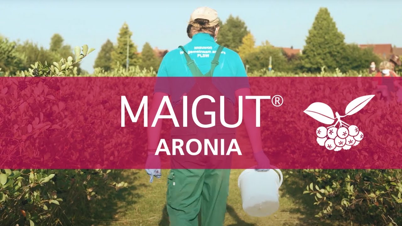 MAIGUT® Aronia - Eine Marke der PLSW GmbH
