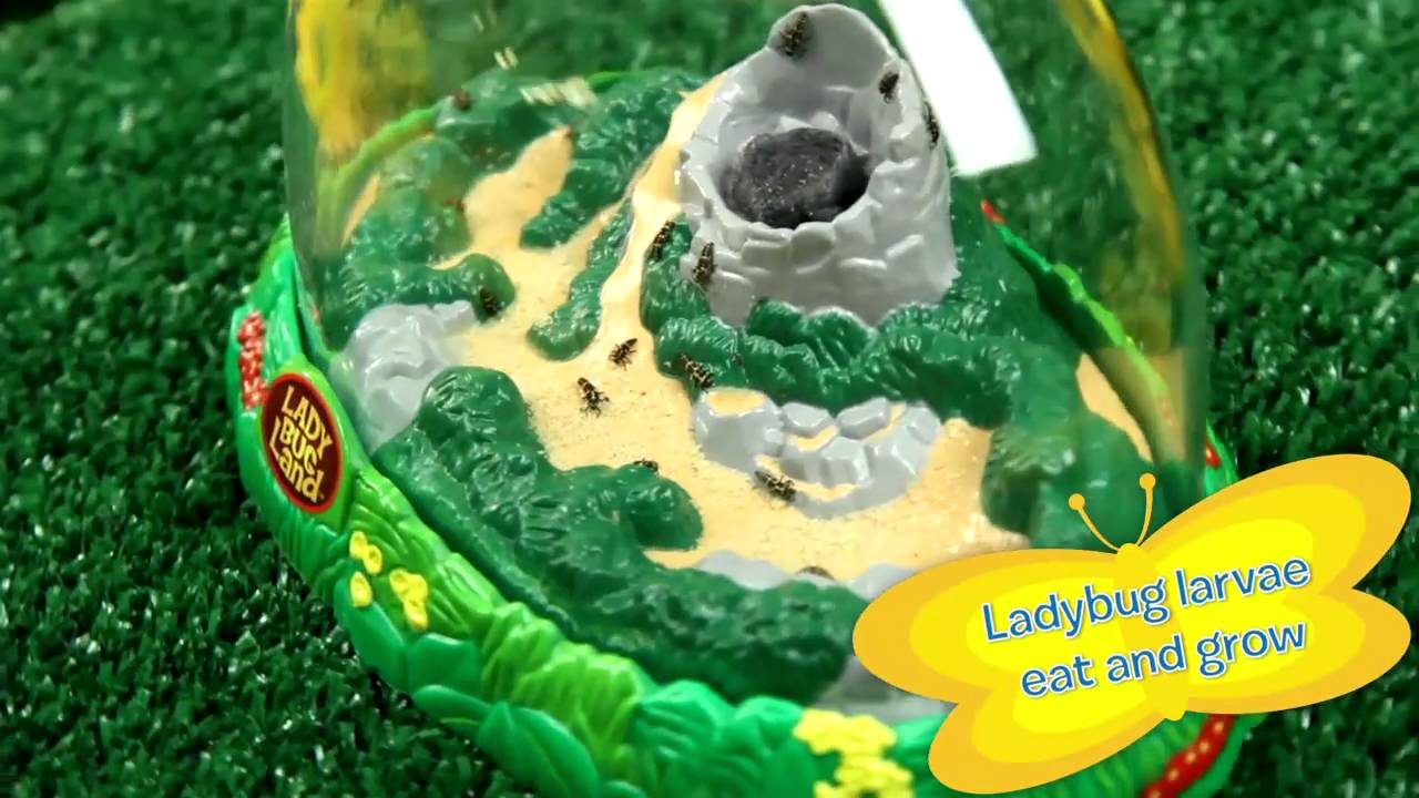Raise Ladybugs at Home with Insect Lore's Ladybug Growing Kit