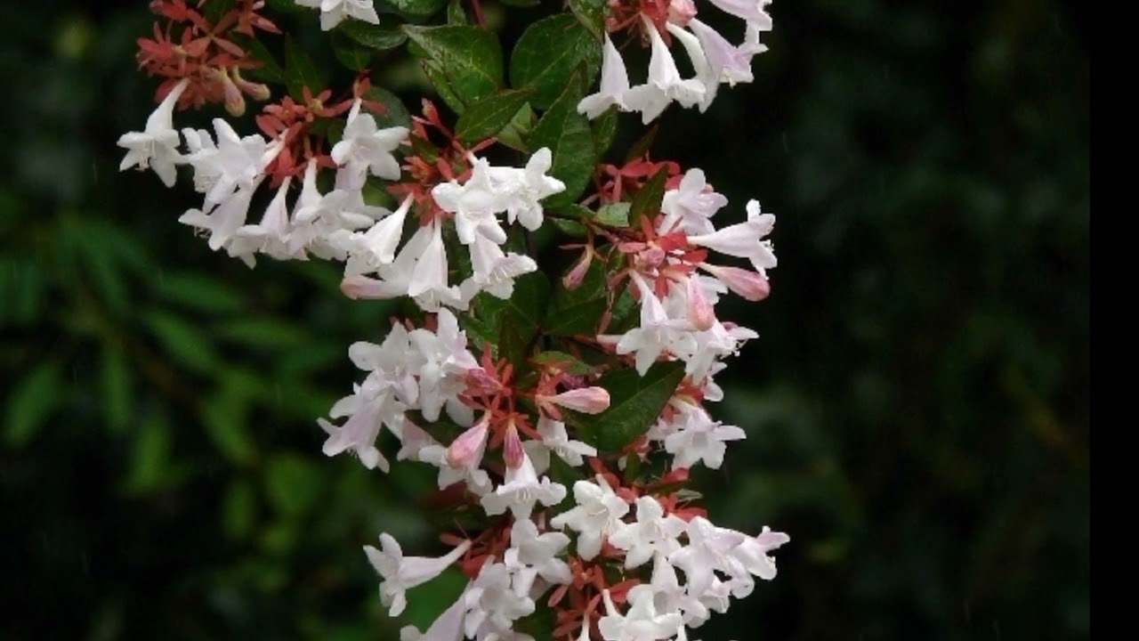 Scientific Name:_ Abelia x grandiflora_.  Family:_ Caprifoliaceae (Honeysuckle family)