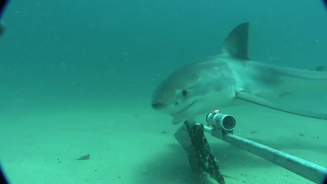 UTS Science helps put Shark-spotting sonar technology to the test