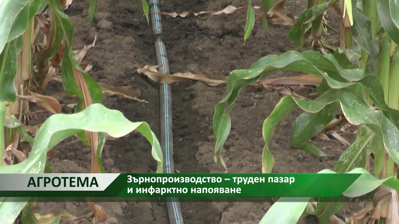 Агротема: Зърнопроизводство – труден пазар и инфарктно напояване