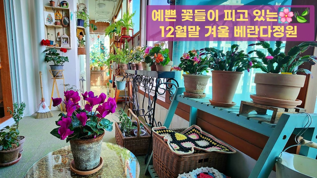 예쁜 꽃들이 피고 있는 12월말 겨울베란다정원🌸🍃🌲 