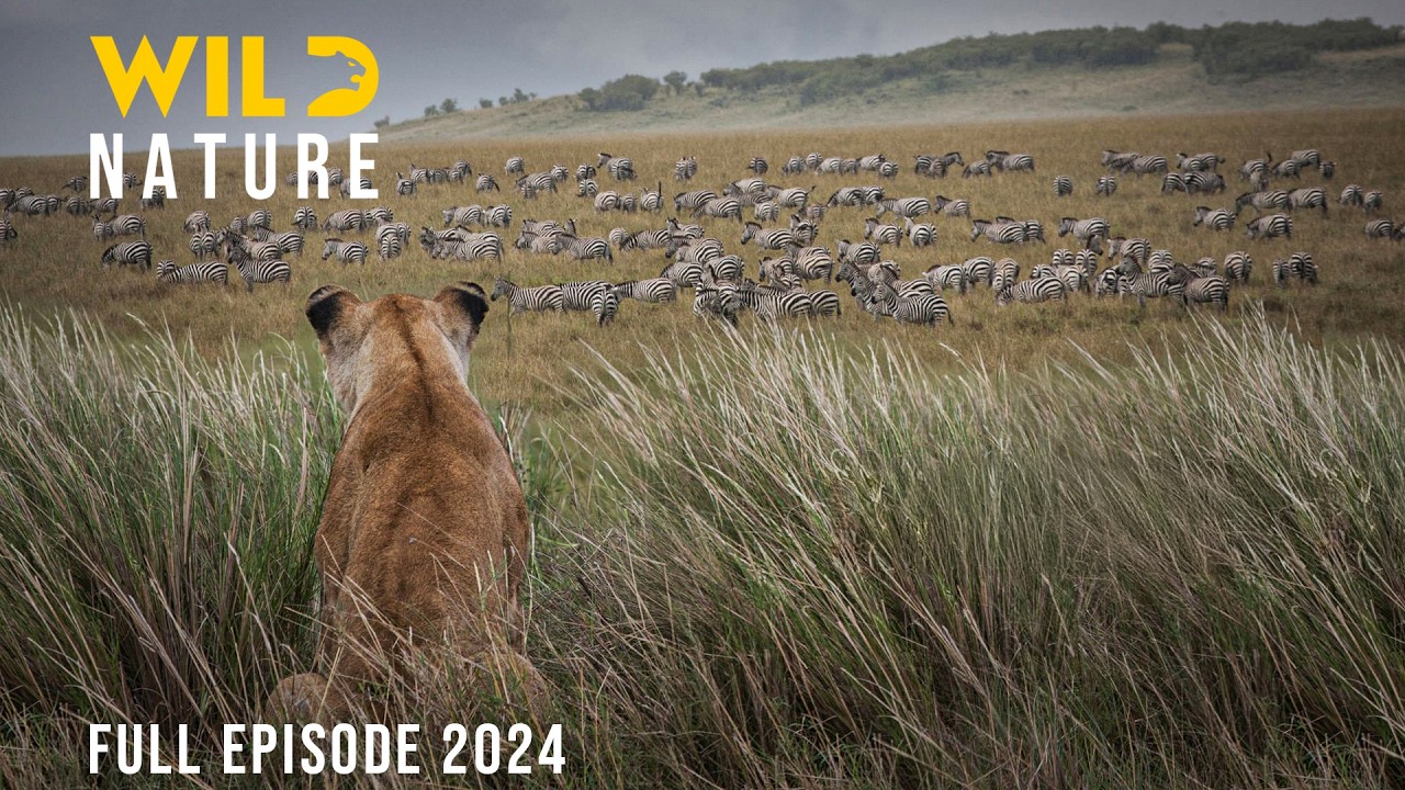 WILD SERENGETI | Rulers of Ndutu, Grumeti, and Olduvai #animaldocumentary | Wild Nature