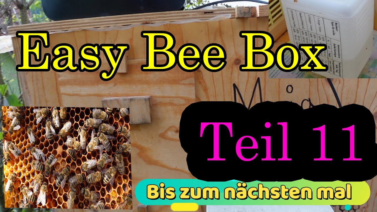 Easy Bee Box Teil 11 Immer was neues bei den Bienen