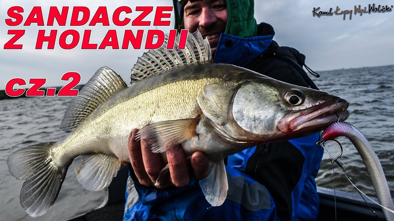 W krainie wiatraków, czyli okonie i sandacze z Holandii cz. 2 / odc. 64