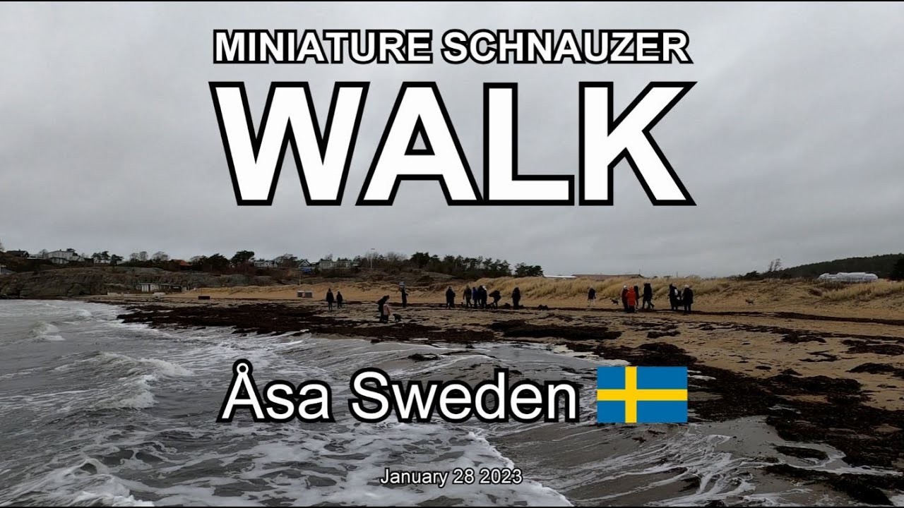 MINIATURE SCHNAUZER WALK ÅSA (4K)