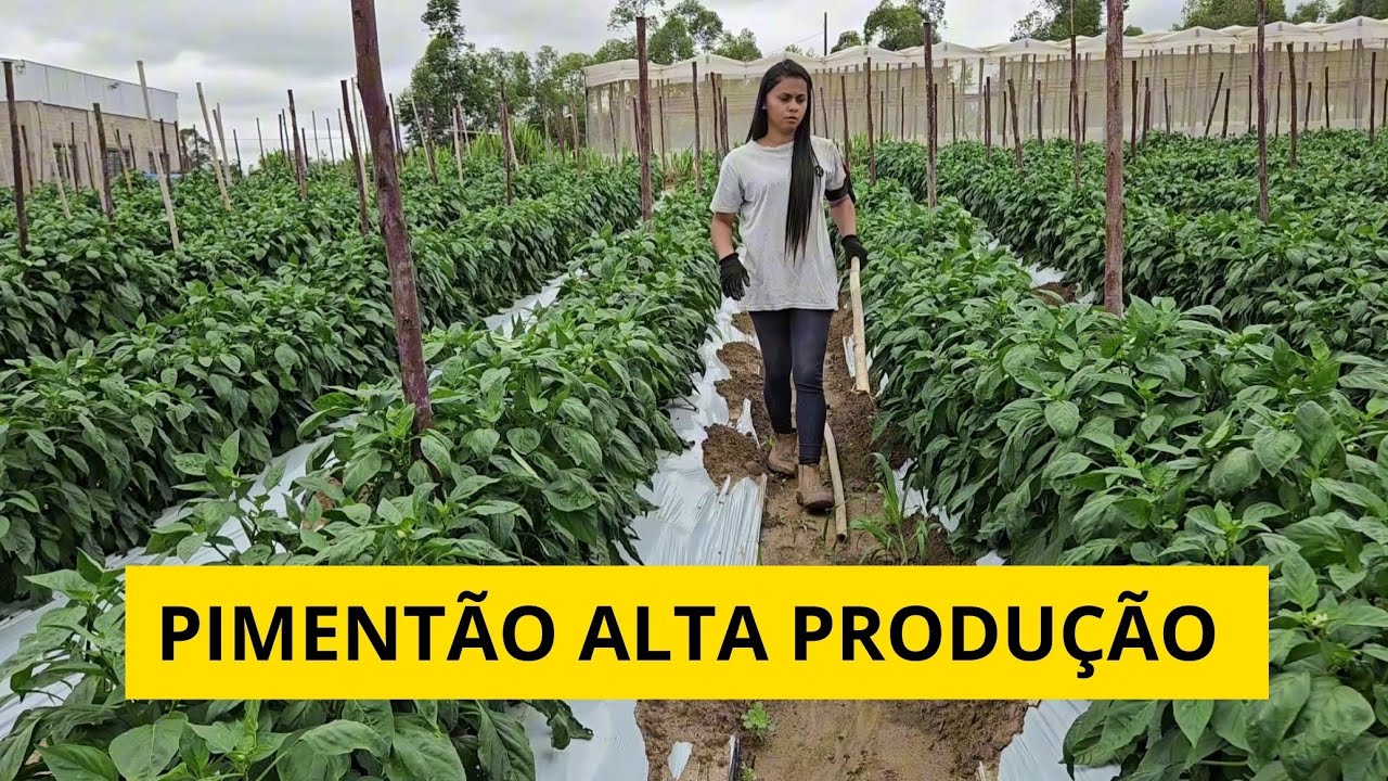 MAIS UM DIA DE LIDA NO SÍTIO PIMENTÃO VERDE DAHRA R ALTA PRODUÇÃO 🙏