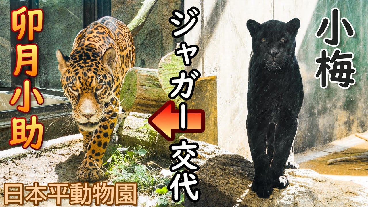 【小梅→小助】ジャガー交代の時間です🐆【日本平動物園】