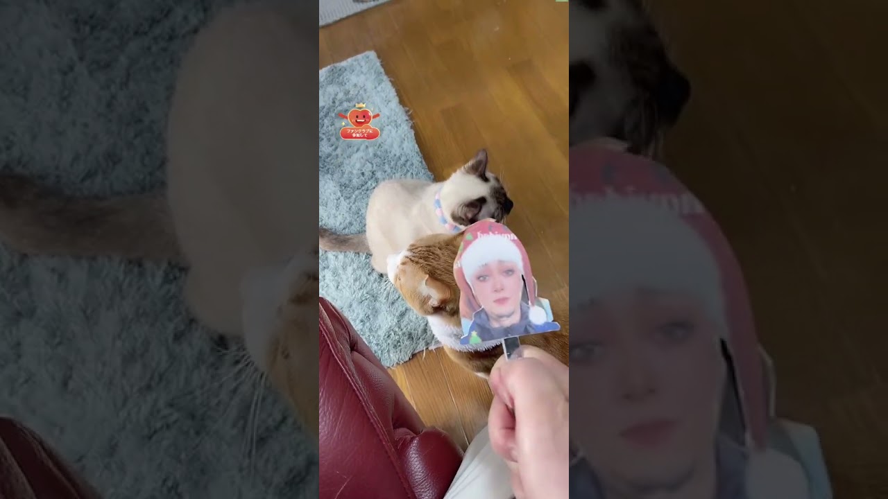 保護猫コネコのドンちゃん・ポンちゃん-ミルクボランティア(ミルボラ)LIVE　2025年12月23日-1｜#MilkVolunteers  #RescuedCat #保護猫 #ShelterCat