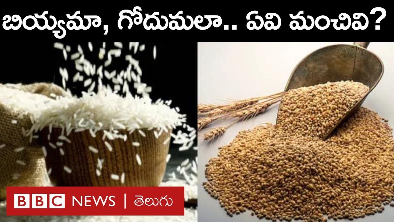 Rice – Wheat బియ్యం, గోదుమలు ఏవి తింటే శరీరానికి మంచిది  BBC Telugu