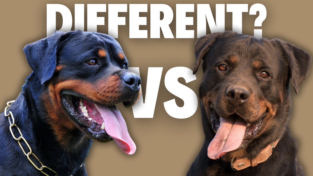 Американский ротвейлер против римского ротвейлера &mdash; в чем настоящая разница?