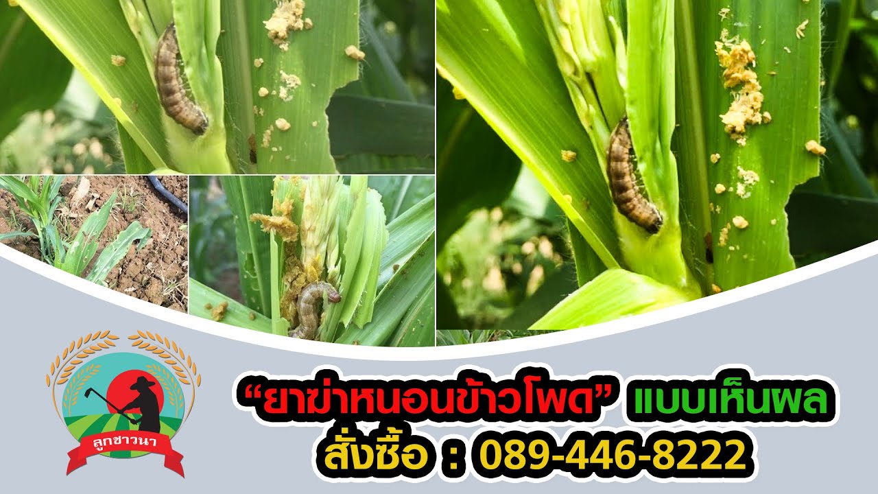 ยากำจัดหนอนข้าวโพดแบบเห็นผล