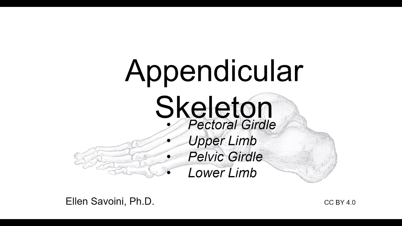 Appendicular Skeleton (BIO 201 Human Anatomy & Physiology I)