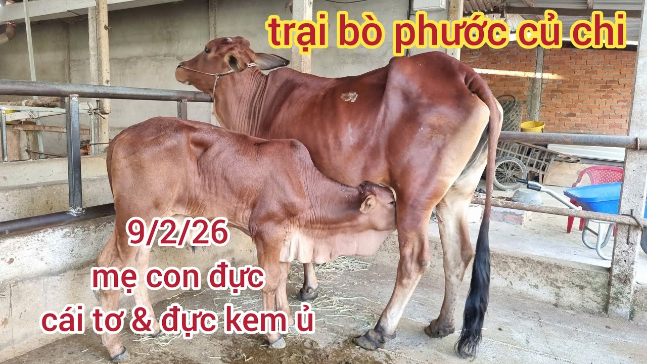 9/2/26: cái tơ: 21,5 & 23,5, mẹ con đực: 32, đực kem: 34,5...lh 0366407679