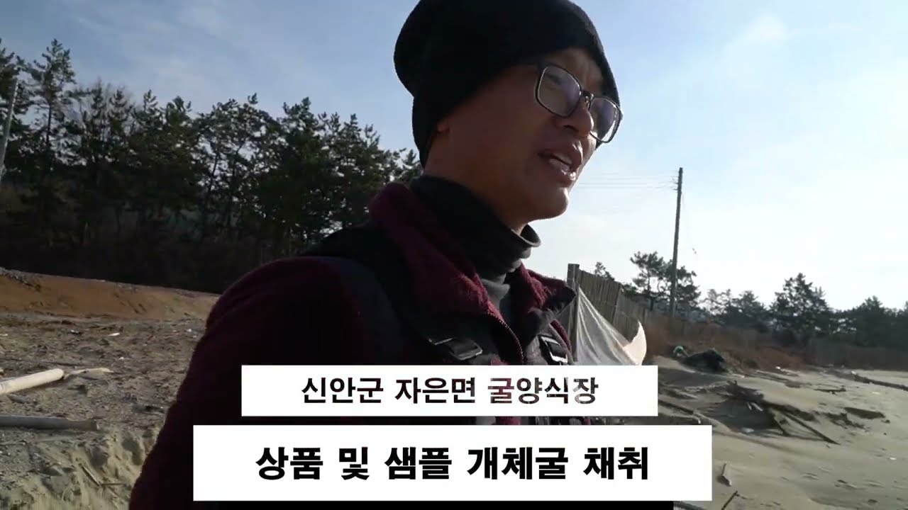 양식굴 채취후 세척 및 해감 [신안 자은 삼배체 굴양식장]