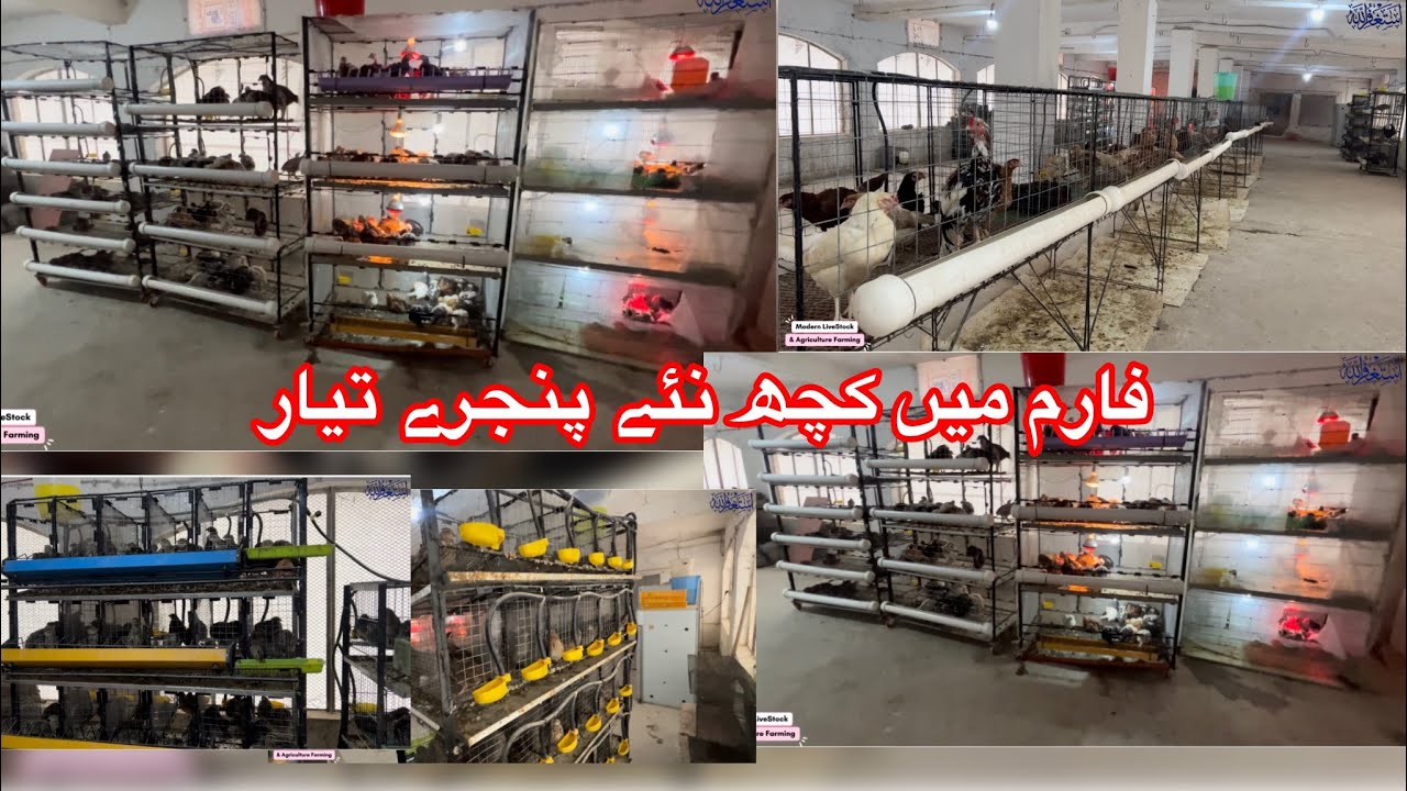 New Quail and Chicks Cages | Poultry and Quail Farming idea | نئے پنجرے تیار 