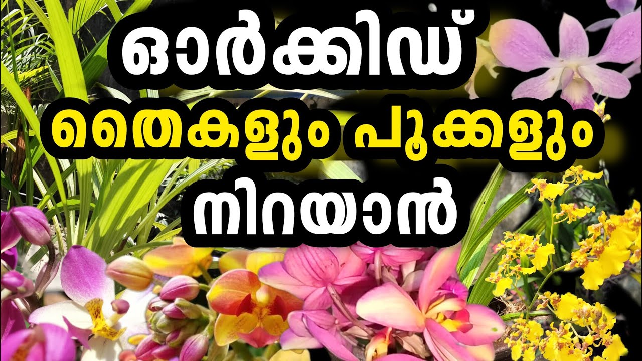 ഓർക്കിഡുകൾ തൈകൾ കൊണ്ട് നിറയാനും പൂക്കാനും ഇതിൽ ഒരെണ്ണം ഉപയോഗിച്ചാൽ മതി||Ground Orchid Care|| Orchid