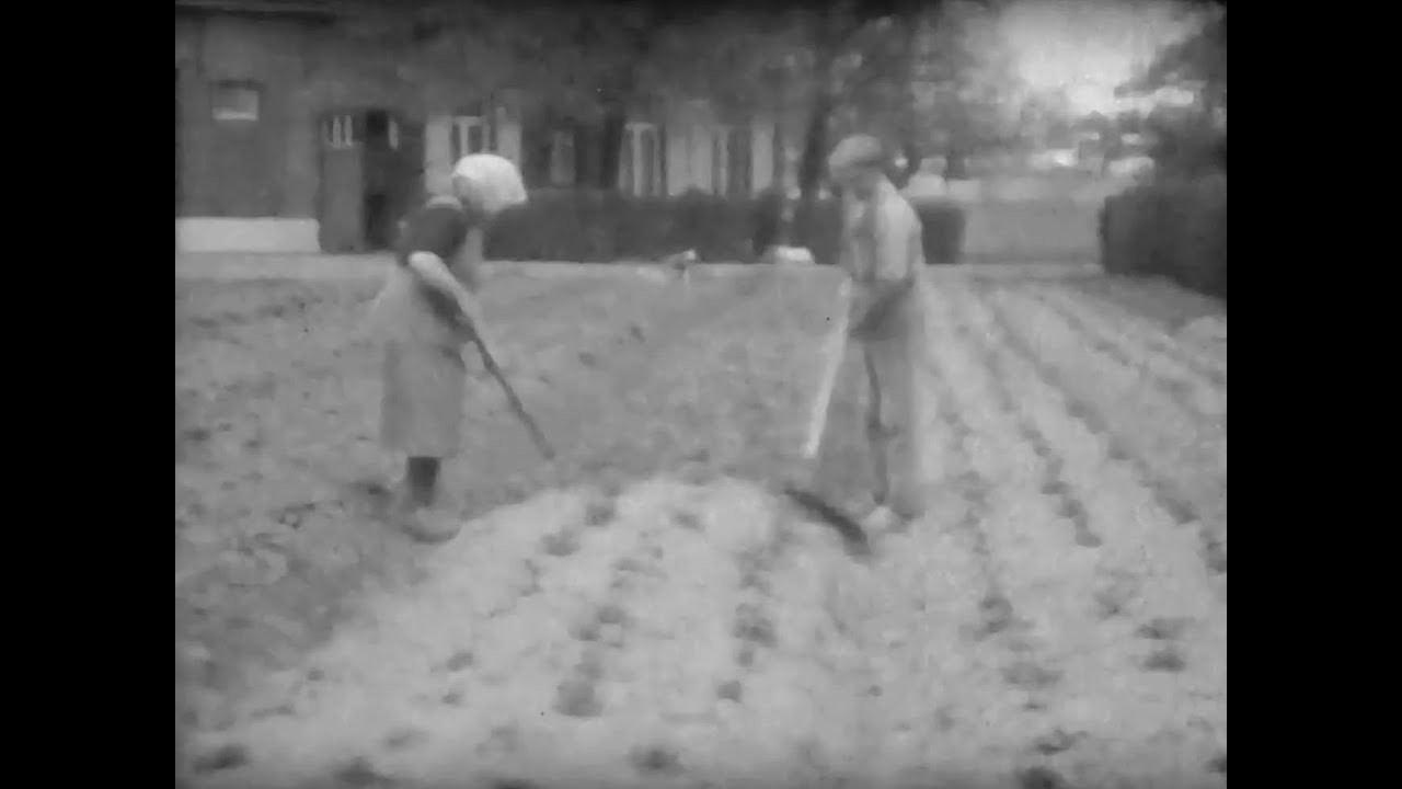 Heist-op-den Berg / Aardappelteelt halfweg vorige eeuw