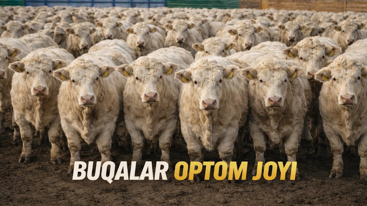 AVLIKOL ANGUS BUQALARNI OPTOM JOYI✅✅✅17 февраля 2026 г.