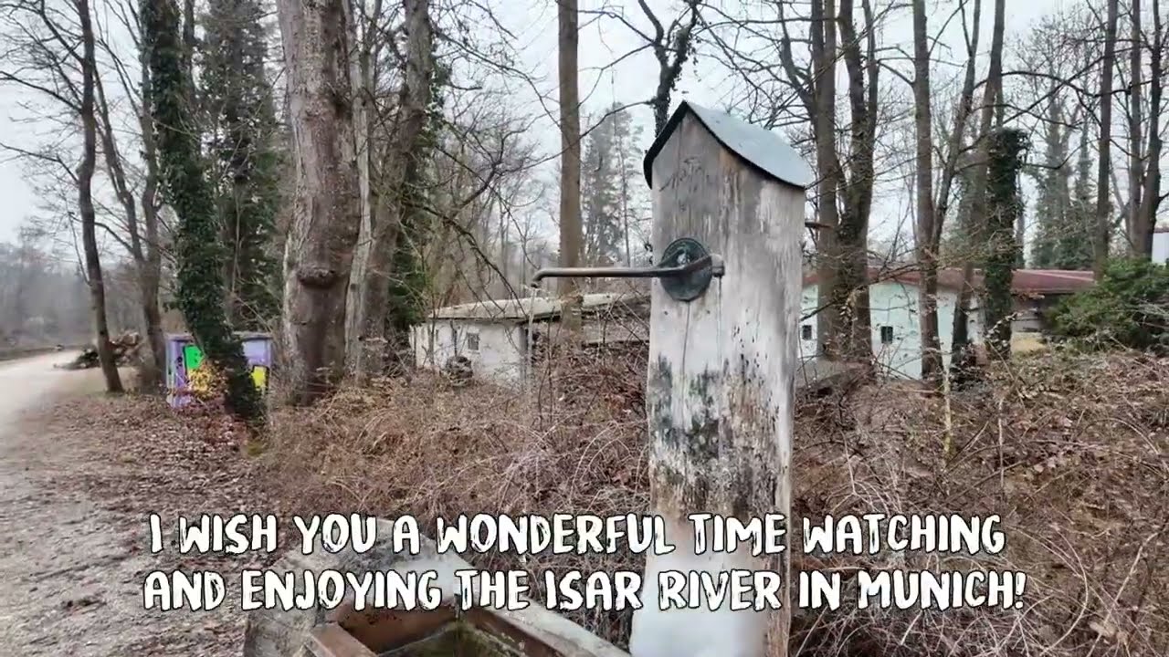 The Lifeline of Munich: Isar River and Its Swans