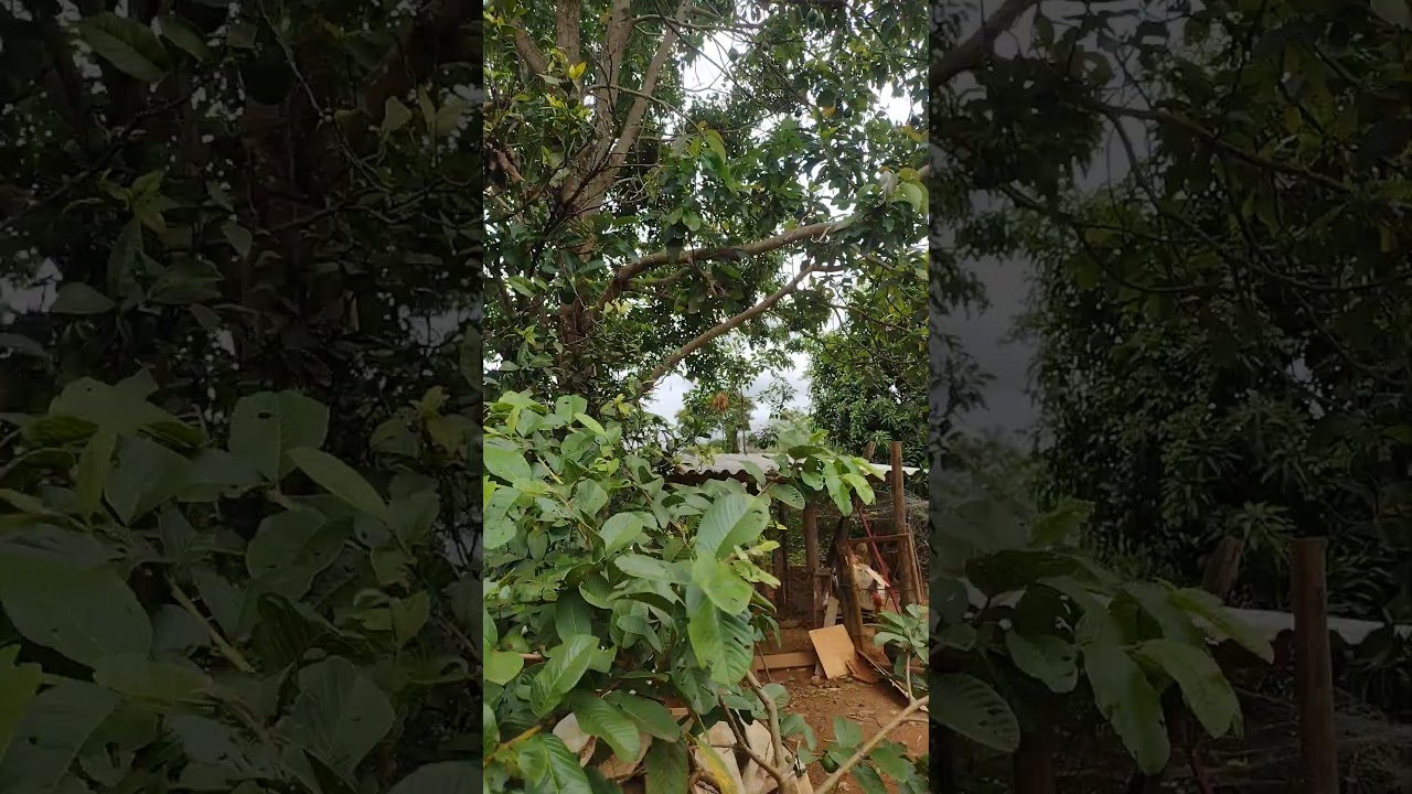 Aqui na roça é assim 