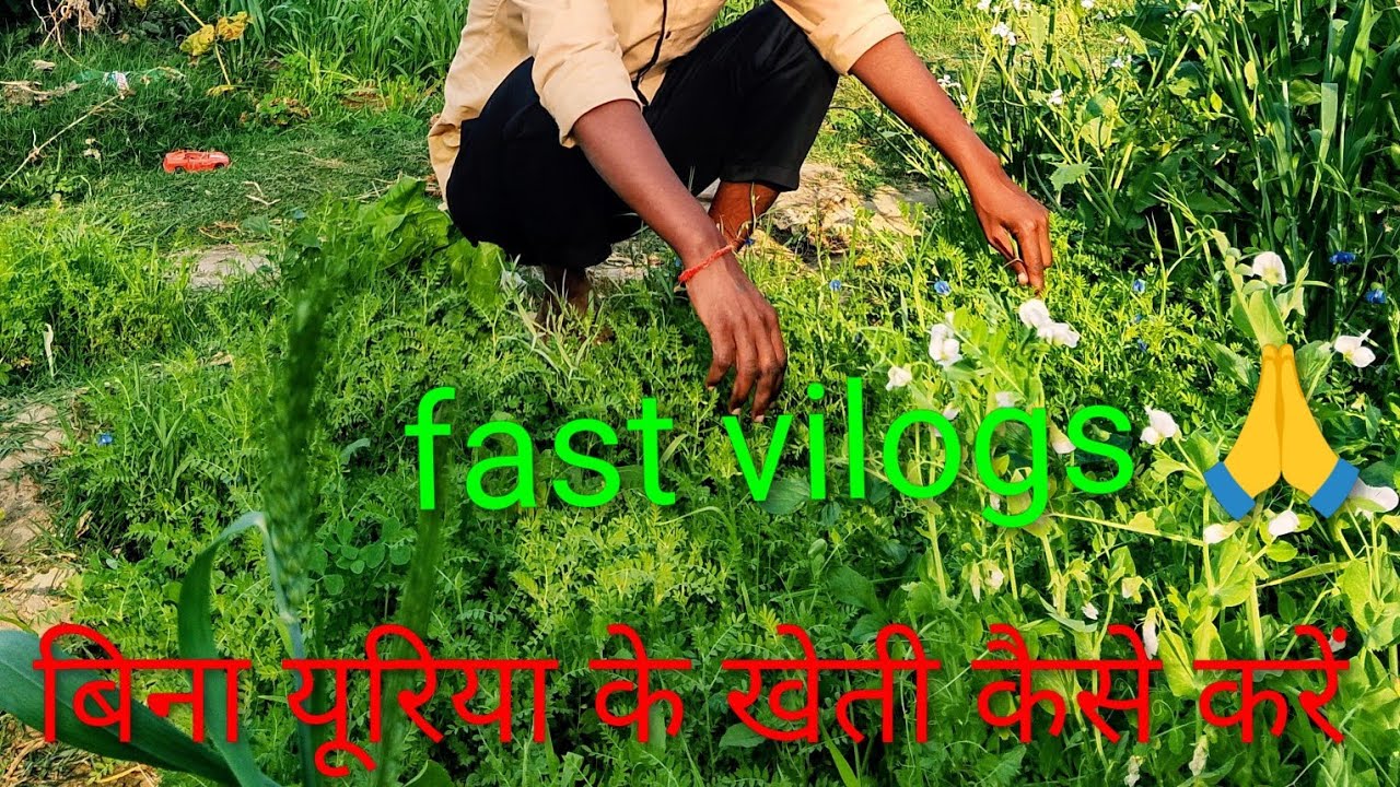 बिना यूरिया खाद के फसल कैसे चना मटर की। Bina uriya khad ke fasal kaise chana matar ki ke#vilog #long
