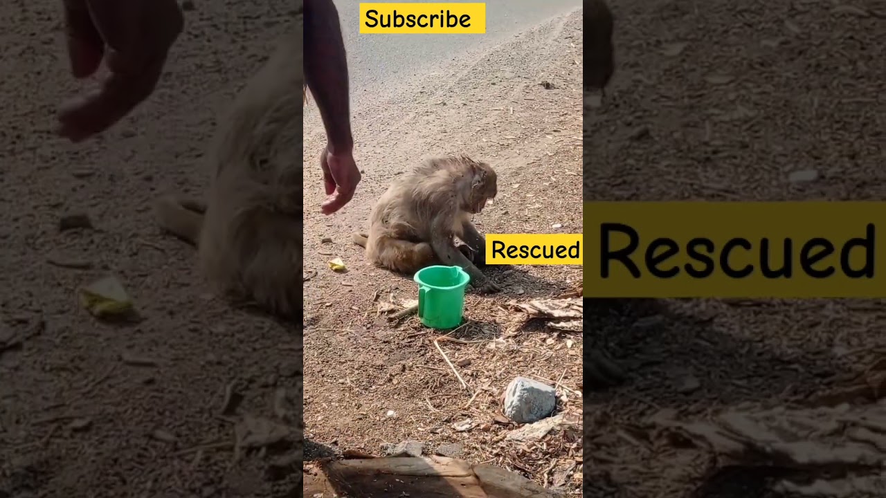 monkey recused from accident on road #money #trending #viral #shortfeed #trendingshorts #viralshort