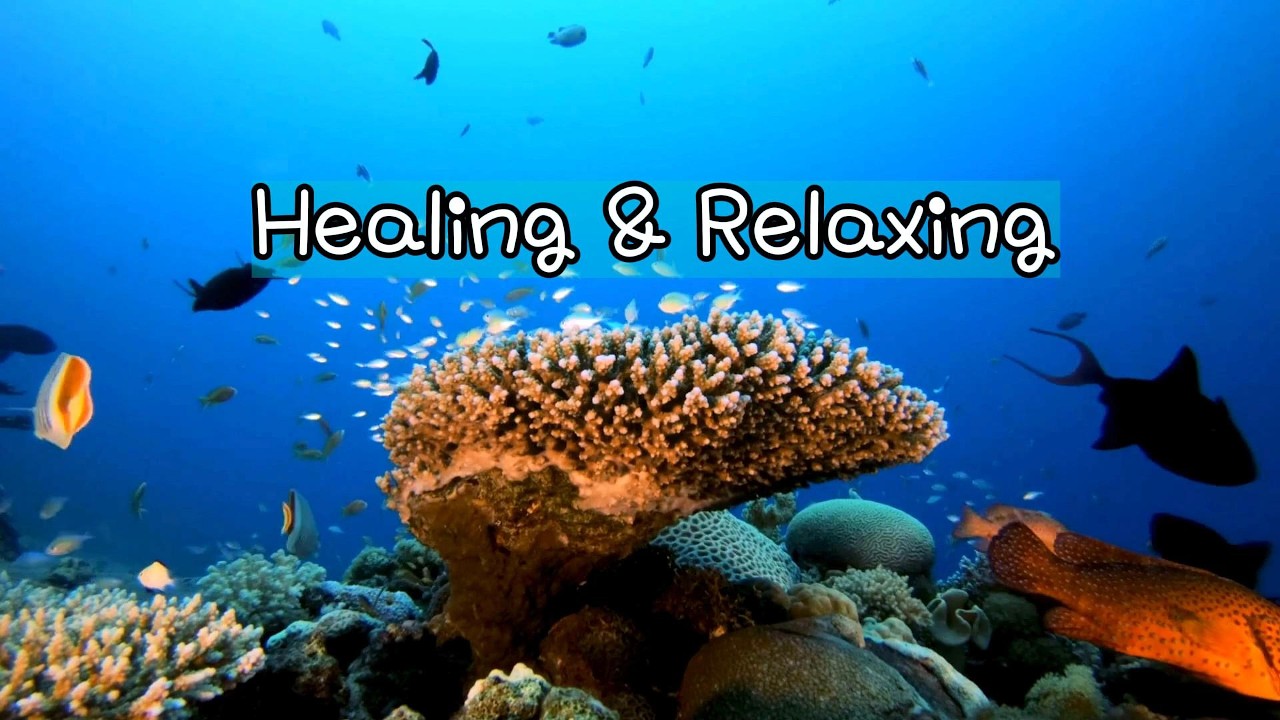 Tropical & Bossa Nova Sound, #healing #healingsounds #relaxing #relaxingmusic #vacation #외로울때 #cafe