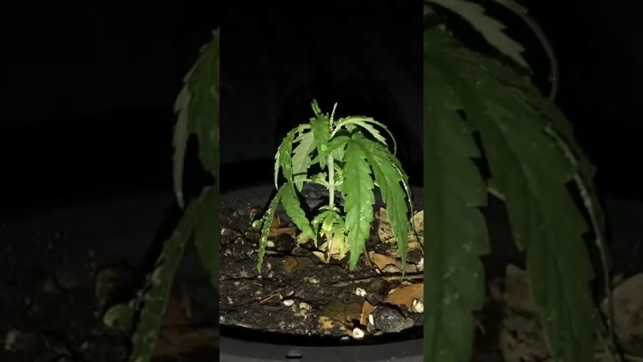 Outdoor cannabis, 21 days old
