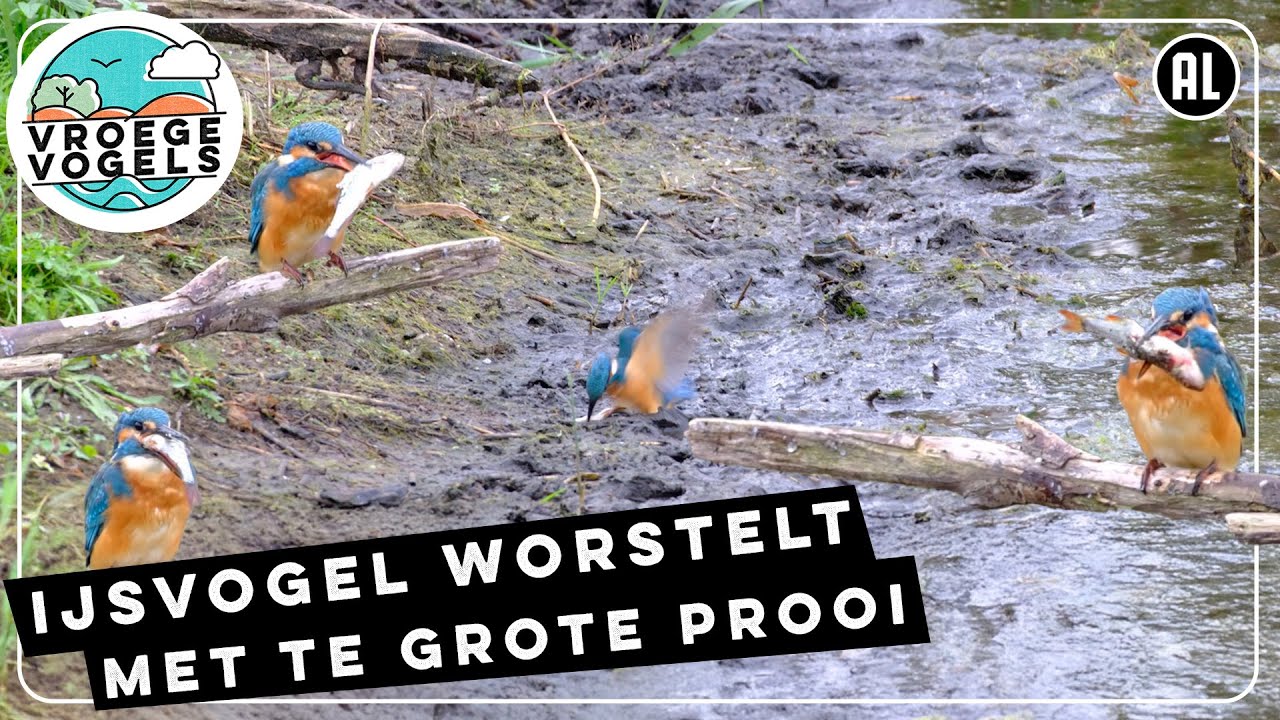 IJsvogel laat prooi in de modder vallen | Zelf Geschoten | Vroege Vogels
