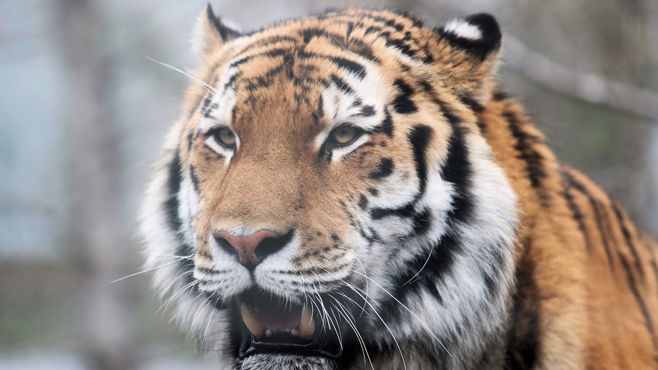 Siberian tiger 食後の運動❣　アムールトラの令くん❣　那須どうぶつ王国　2023年6月11日     152745