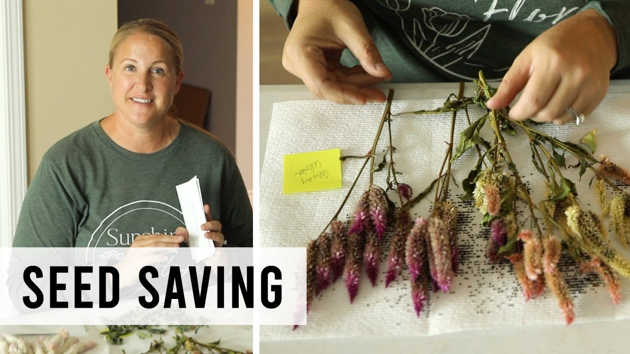 Saving Seed for Cut Flowers!  Zinnias, Celosia + others - Sunshine and Flora Urban Flower Farm