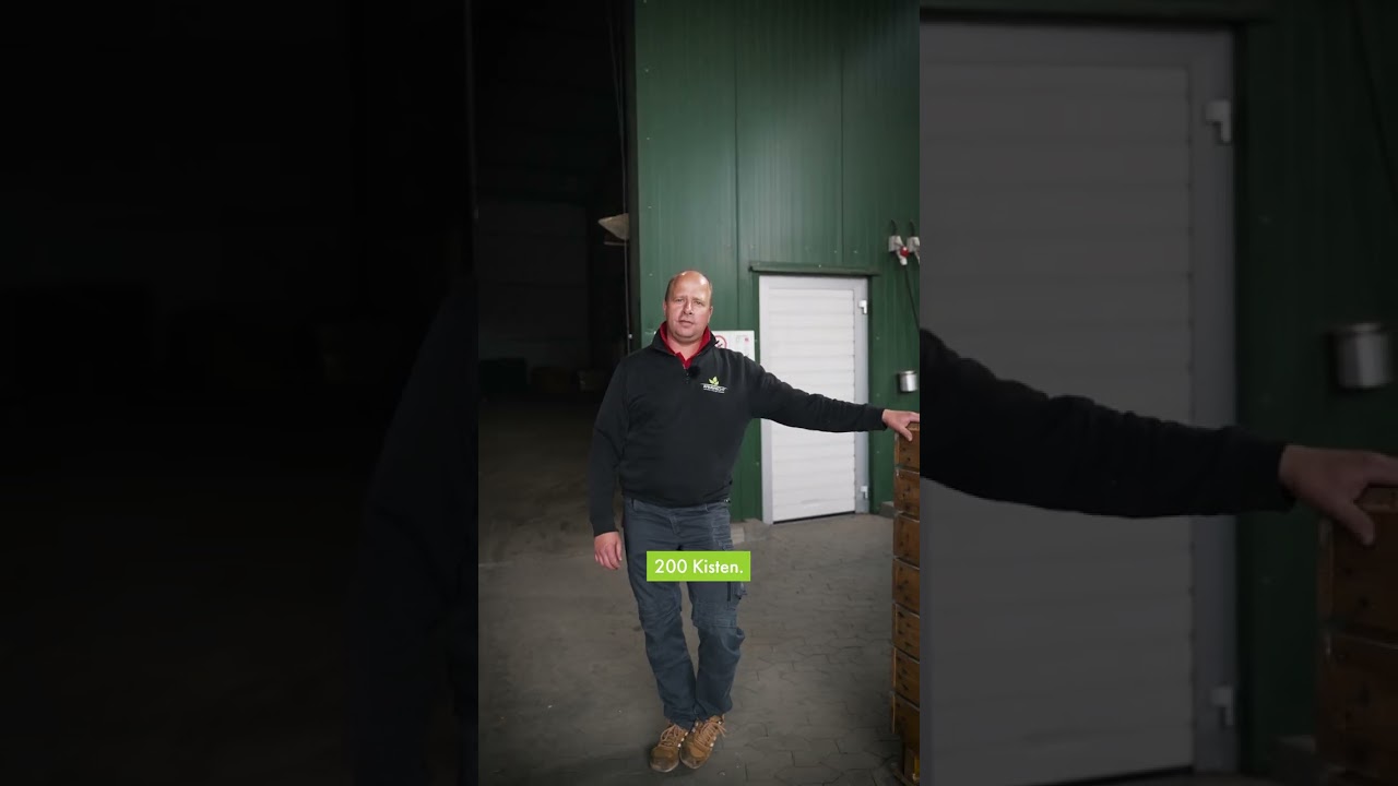 Grüne Lampen für goldene Knollen