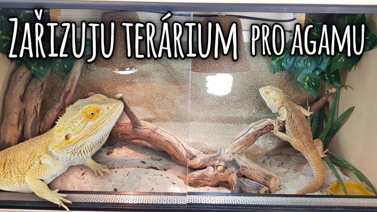 Zařizuju nové terárium pro mojí agamu