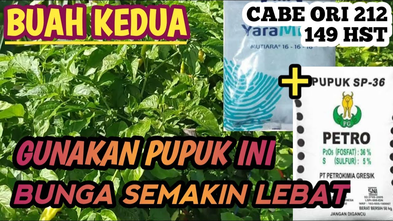pemupukan cabe difase buah kedua agar bunga makin lebat || cabe ORI 212 149 hst