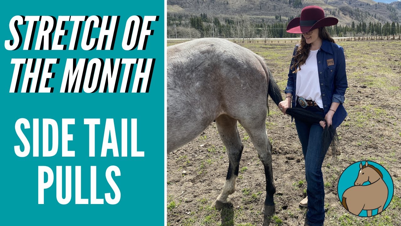 Quad Activations for Horses - Vitality Equine's Stretch of the Month