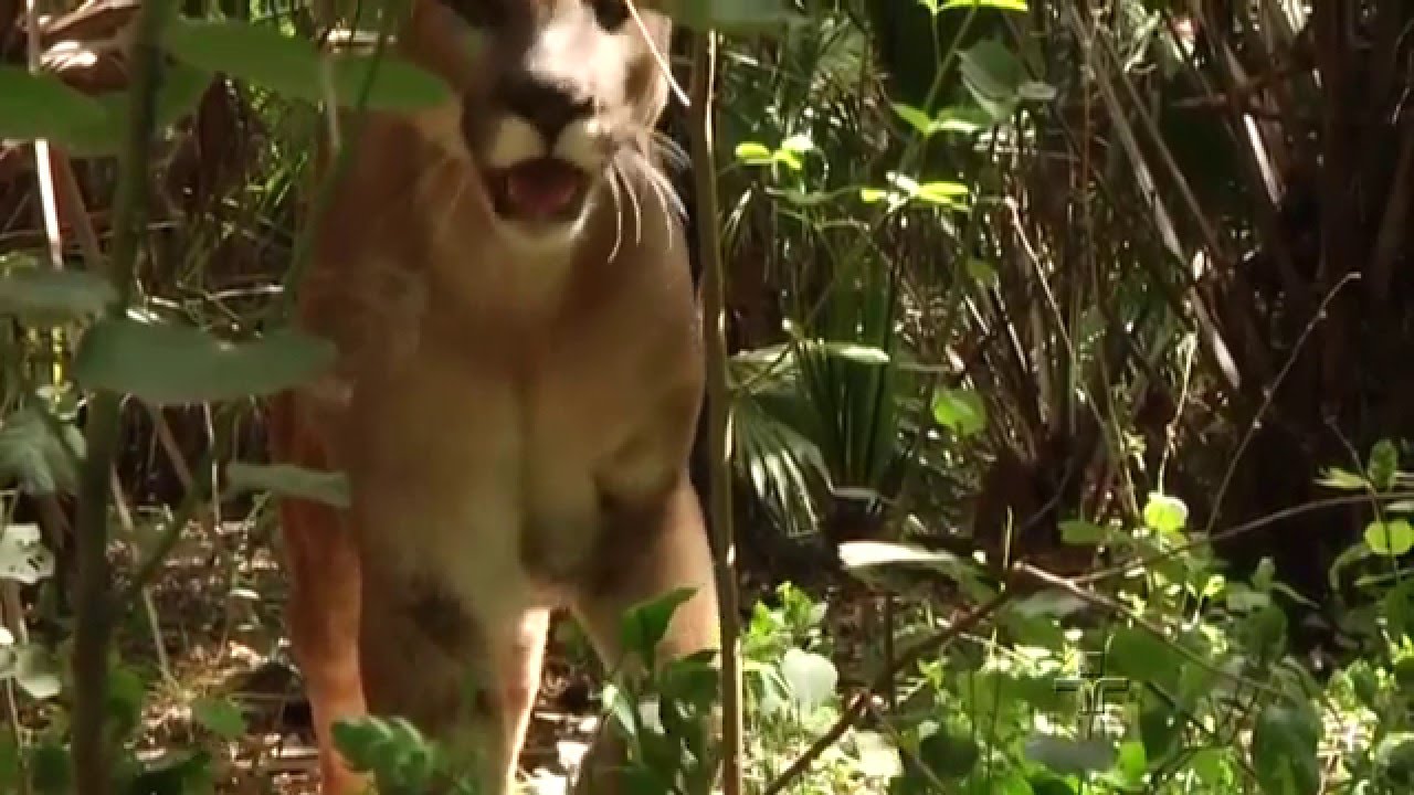 Matéria de Capa | A Sexta Extinção | 19/07/2015