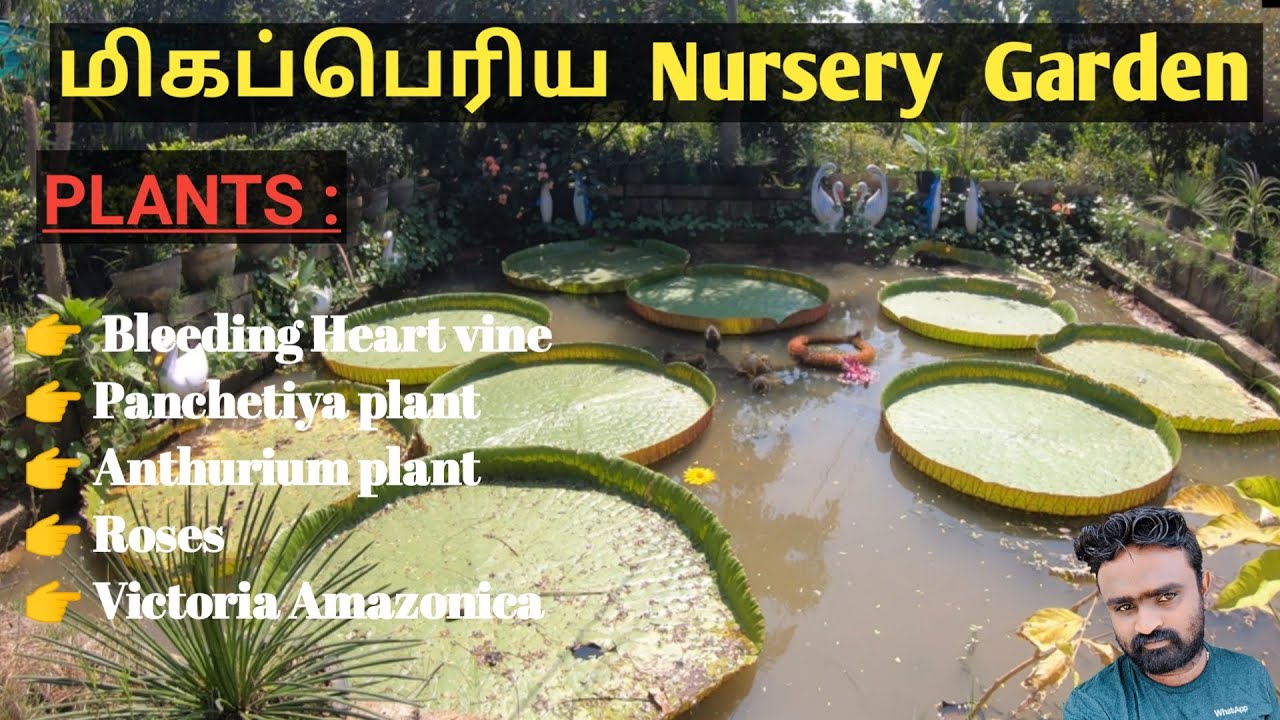 மிகப்பெரிய Nursery Garden in Chennai | Padappai | Top Nurseries in Chennai | Home Garden Plants
