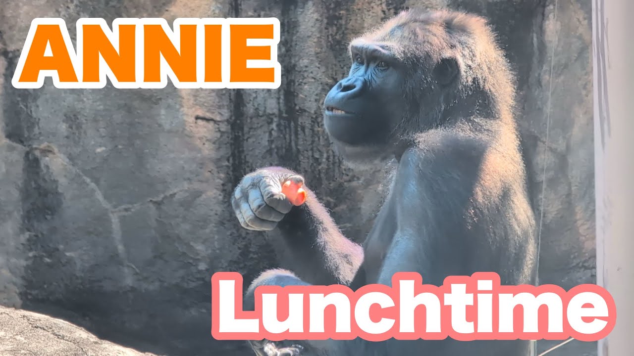 アニーちゃんのランチ＆ゲンタロウくんの様子【Annie's lunch and Gentaro's appearance】2026.03.01&04