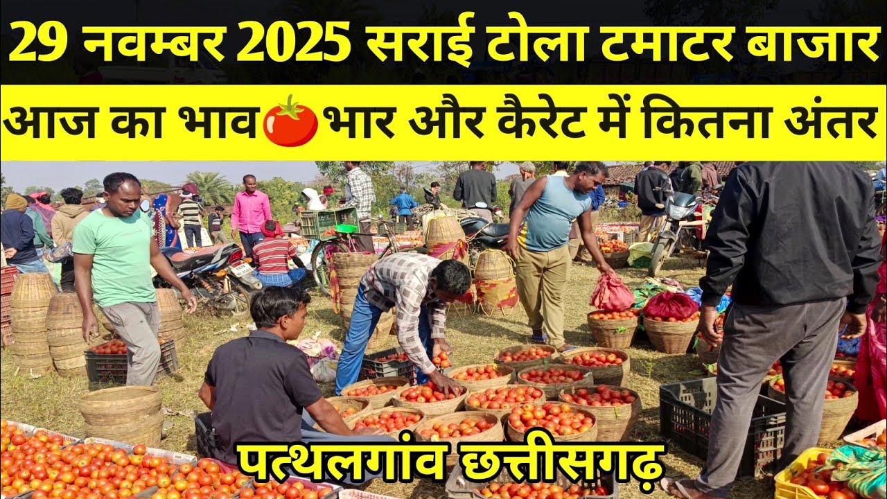 29 नवम्बर 2025 आज का भाव 🍅 सराई टोला टमाटर बाजार #tamatar #tamatar_ki_kheti #jashpur #chhattisgarh 