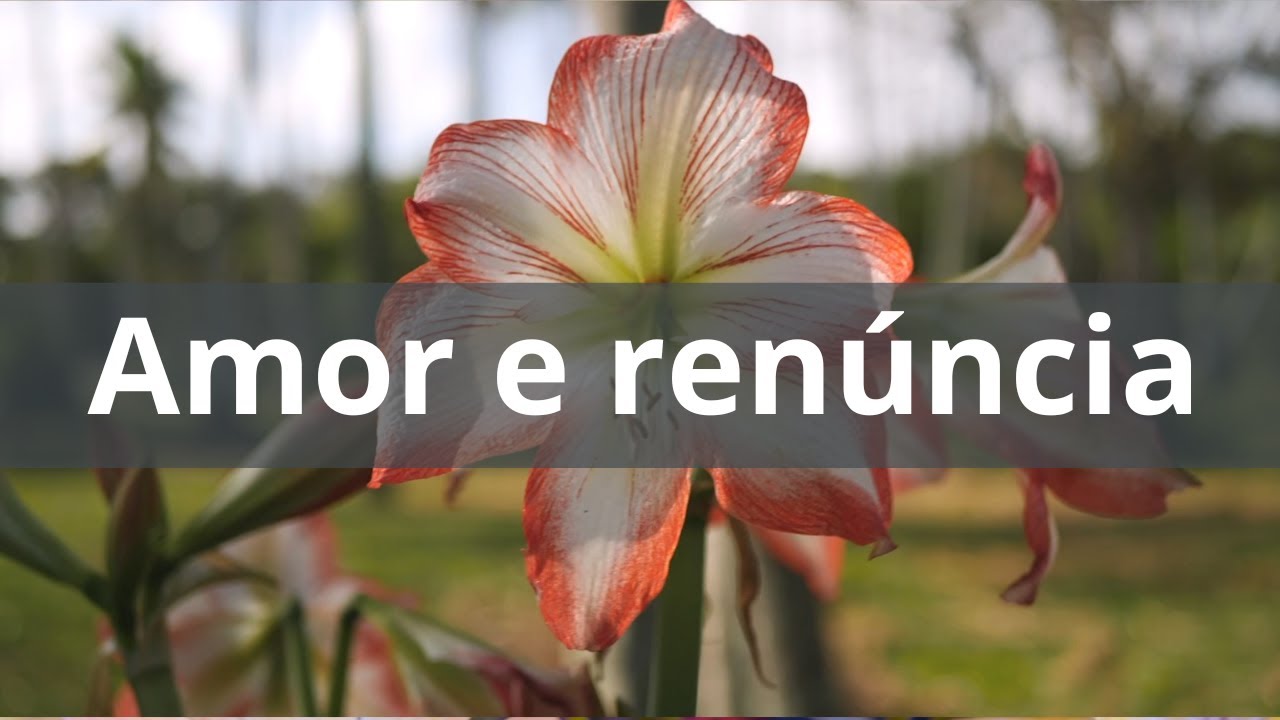 Amor e renúncia - Momento Espírita