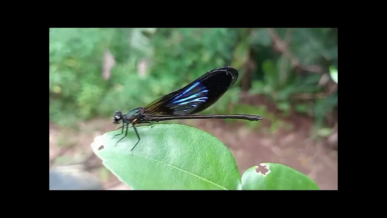 capung biru & capung pink/ungu(dragonfly)
