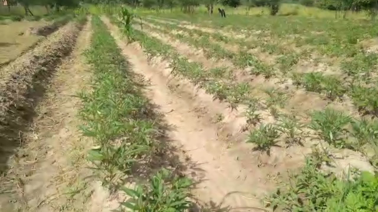 4 weeks of planting 3 acres of Sweet potatoes in Kapiri Mposhi Zambia.
